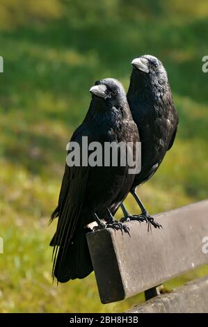 Krähen, Paar, Corvus corone, sitzend auf Parkbank, Bayern, Deutschland Stockfoto