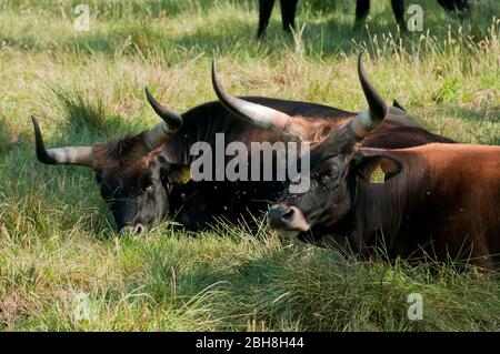 Aurochs, Ur, Urus, Bos primigenius, auf der Weide, zwei Tiere, Bayern, Deutschland Stockfoto