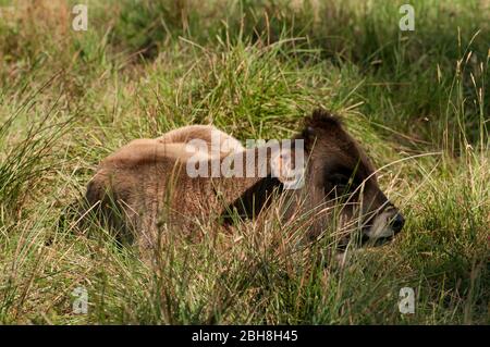 Auerochsen, Kalb, Ur, Urus, Bos primigenius, auf der Weide, Bayern, Deutschland Stockfoto