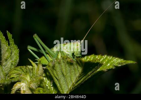 Gesprenkelte Busch-Cricket, Leptophyes punctatissima, sitzend auf Brombeerblatt, Bayern, Deutschland Stockfoto