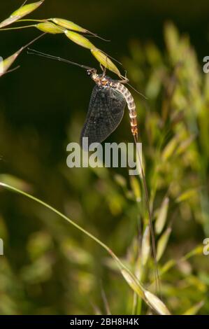 Mayfly, Ephemeroptera, sitzend auf Grasfäule, Bayern, Deutschland Stockfoto