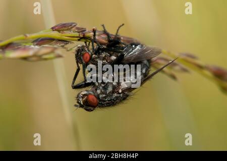 Gewöhnliche Flesh-Fliege, Sarcophaga carnaria, während der Paarung, auf einem Grasstämmen, Bayern, Deutschland Stockfoto