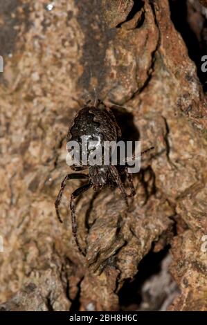 Brückenspinne, Larinioides sclopetarius, Nahaufnahme Stockfoto