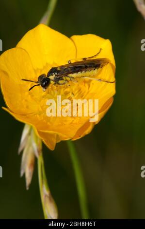 Gewöhnliches Sägeblüten, Wespe, Tenthredo notha, sitzend auf Butterblaufblüte, Bayern, Deutschland Stockfoto