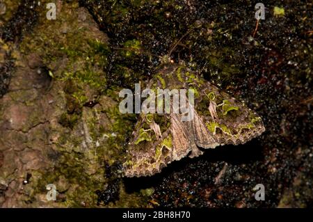 Orache Moth, Trachea atriplicis, sitzend auf moosiger Rinde, Bayern, Deutschland Stockfoto