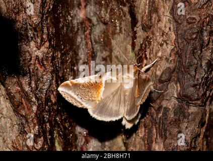 Buff Bögen, (Habrosyne pyritoides), auf Baumrinde sitzend, Bayern, Deutschland Stockfoto