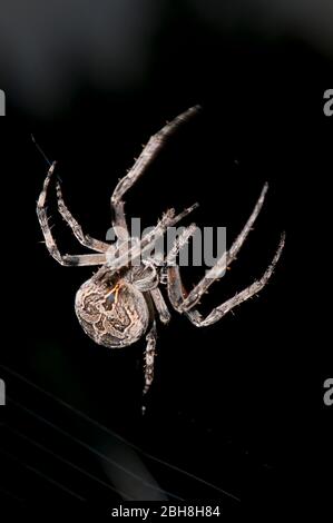 Brückenspinne, die an seinem Faden hängt, Larinioides sclopetarius, Nahaufnahme Stockfoto