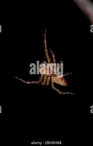 Laufende Krabbenspinne, Philodromus cespitum, am Faden hängend, Bayern, Deutschland Stockfoto