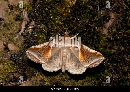 Buff Bögen, (Habrosyne pyritoides), auf Baumrinde sitzend, Bayern, Deutschland Stockfoto