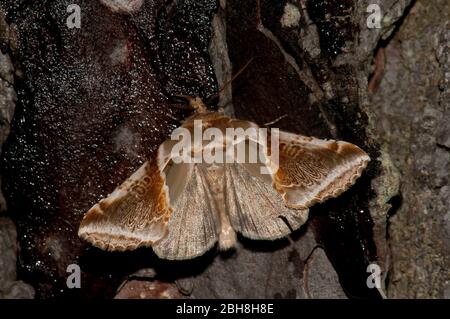 Buff Bögen, (Habrosyne pyritoides), auf Baumrinde sitzend, Bayern, Deutschland Stockfoto