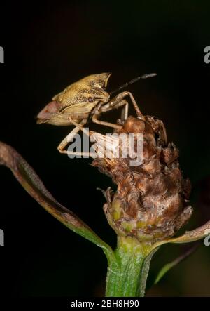 Schlehe, Dolycoris baccarum, auf trockener Knospe sitzend, Bayern, Deutschland Stockfoto