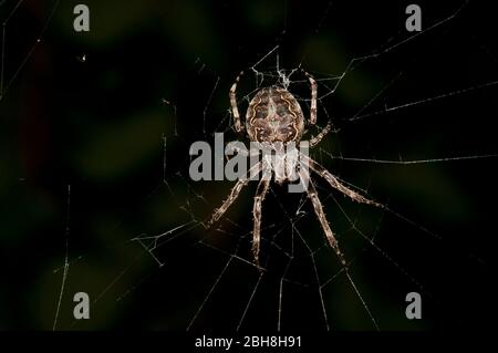 Brückenspinne, die in ihrem Netz hängt, Larinioides sclopetarius, Nahaufnahme Stockfoto