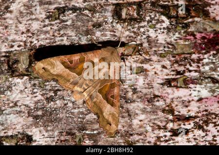 Angle Shades, Phlogophora meticulosa, sitzend auf Birkenrinde, lutschender Köder, Bayern, Deutschland Stockfoto