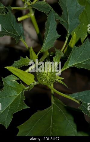 Gemeine Datura, Datura stramonium, Obst, Bayern, Deutschland Stockfoto