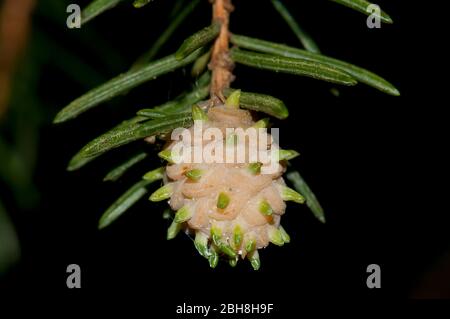 Norwegen Fichte, Picea abies, Zapfen, an der Spitze eines Astes mit Nadeln, Bayern, Deutschland Stockfoto