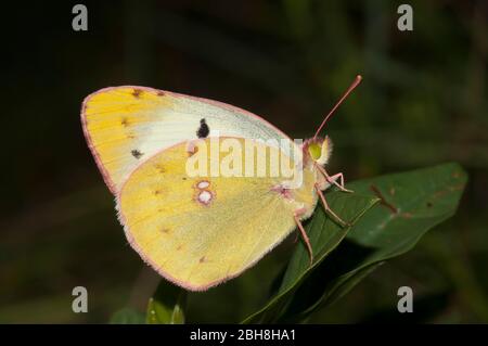 Bergers getrübtes Gelb, Colias alfacariensis, mit geschlossenen Flügeln, auf Blatt sitzend, Nahaufnahme, Bayern, Deutschland Stockfoto