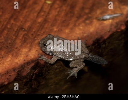 Gelbbauchkröte, Bombina variegata, junger Frosch, mit Ruderschwanz, im Wasser, Bayern, Deutschland Stockfoto