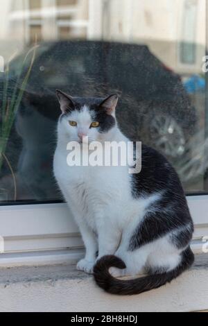 Eine Nahaufnahme einer schwarz-weißen Katze, die vor dem Fenster sitzt Stockfoto