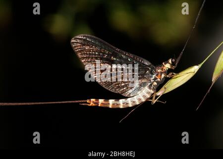 Mayfly, Ephemeroptera, sitzend auf Grasfäule, Bayern, Deutschland Stockfoto