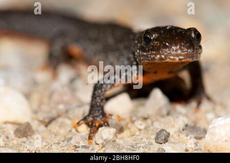 Alpine Newt, Ichthyosaura alpestris, auf sandigen Schotterweg, Bayern, Deutschland Stockfoto