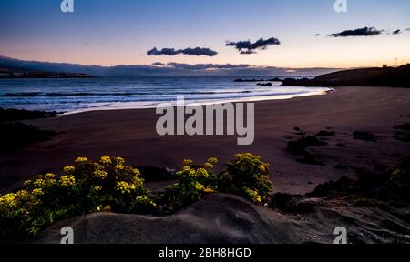 Gelbe Blumen in der natürlichen sauberen wilden Strand vor dem Sonnenaufgang - Konzept der Umwelt und schönen Sandstrand - Urlaub und Surfer perfekten Ort Stockfoto