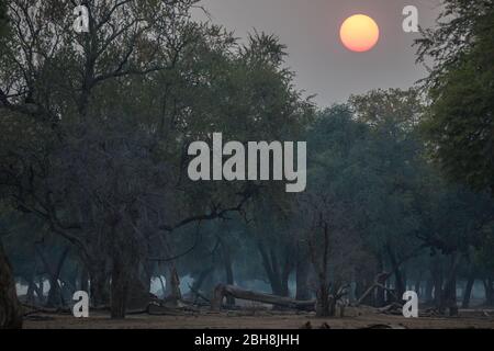 Ana Bäume, Faidherbia albida, auf der Zambezi Aue des Mana Pools National Park, Mashonaland West, Simbabwe, schaffen eine malerische Atmosphäre Stockfoto