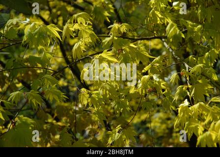Frische grüne Blätter auf einem Acer palmatum, Orange Dream Stockfoto