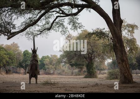Ana Trees, Faidherbia albida, die Zambezi Aue des Mana Pools National Park, Mashonaland West, Simbabwe, sind ein beliebtes Essen für afrikanische Elefanten Stockfoto