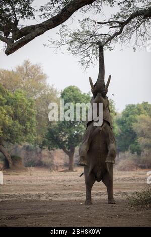 Ana Trees, Faidherbia albida, die Zambezi Aue des Mana Pools National Park, Mashonaland West, Simbabwe, sind ein beliebtes Essen für afrikanische Elefanten Stockfoto