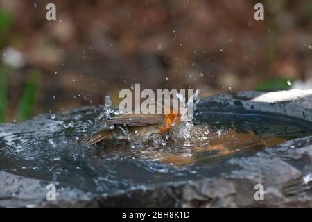 London, Großbritannien, 24. April 2020: Ein Rotkehlchen wäscht in einem Schiefer-Vogelbad in einem Garten in Clapham. Anna Watson/Alamy Live News Stockfoto