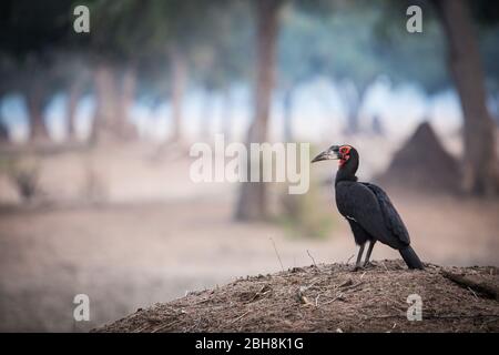 Ana-Bäume, Faidherbia albida, auf der Zambezi-Aue des Mana Pools National Park, Mashonaland West Province, Simbabwe, schaffen Lebensraum für Souhtern Stockfoto