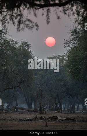 Ana Bäume, Faidherbia albida, auf der Zambezi Aue, Mana Pools National Park, Mashonaland West, Simbabwe, schaffen eine malerische Sonnenuntergang Atmosphäre Stockfoto