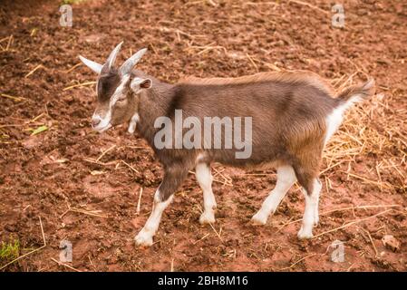 Kanada, Prince Edward Island, Orwell, Ziege Stockfoto