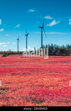 Kanada, New Brunswick, Acadian Halbinsel, wenig Shippagan, Windenergieanlagen und Cranberry Feld im Herbst Stockfoto