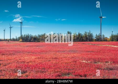 Kanada, New Brunswick, Acadian Halbinsel, wenig Shippagan, Windenergieanlagen und Cranberry Feld im Herbst Stockfoto