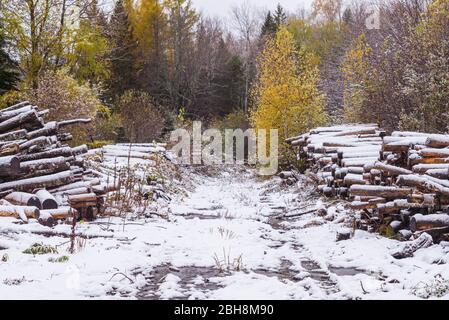 Kanada, New Brunswick Miramichi River Valley, Upper Blackville, logs unter Schnee Stockfoto