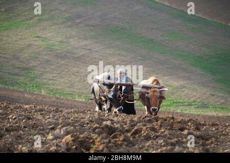 Traditionelle Landwirtschaft. Bauer Pflügen Felder in Tunesien mit zwei Ochsen ziehen einen Holzpflug. Stockfoto