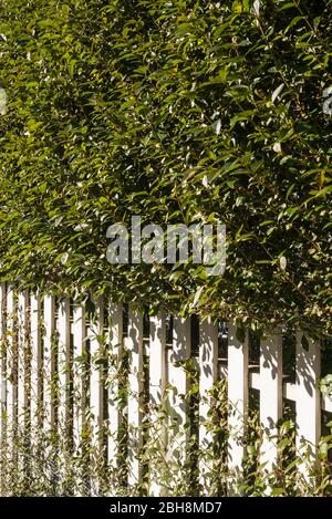 USA, New England, Massachusetts, Nantucket Island, Nantucket Town, Zaun und Sträucher Stockfoto