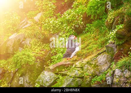 Zwei atlantischen Papageientaucher Vogel stehen auf dem Rock mit grünem Gras. Tier im Hintergrund Stockfoto