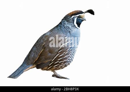 Kalifornien Wachtel isoliert auf weißem Hintergrund ( Callipepla californica ) Stockfoto