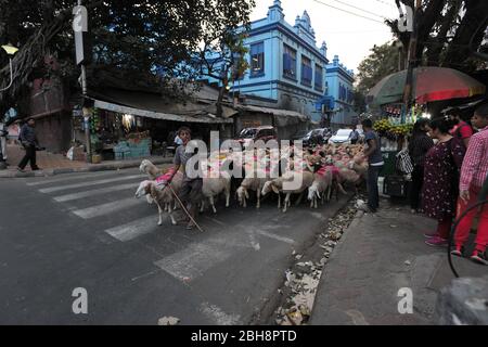 Hirte mit Schafen an der Kreuzung, Kalkutta, Westbengalen, Indien, Asien Stockfoto