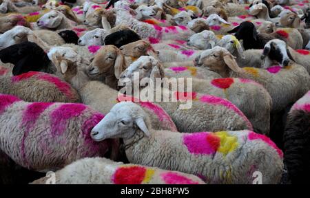 Hirte mit Schafen an der Kreuzung, Kalkutta, Westbengalen, Indien, Asien Stockfoto