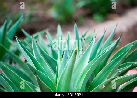 Agave Kaktus in natürlicher Umgebung, Bhopal Indien Stockfoto