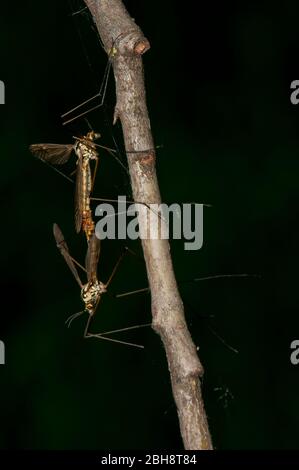 Kranfliege, Tipulidae, auf Kiefernrinde sitzend, Bayern, Deutschland Stockfoto