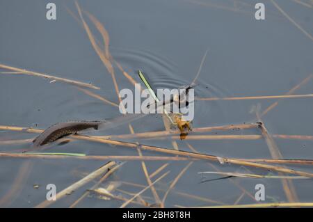 Grassnatter schwimmend im Wasser, Natrix natrix, Bayern, Deutschland Stockfoto