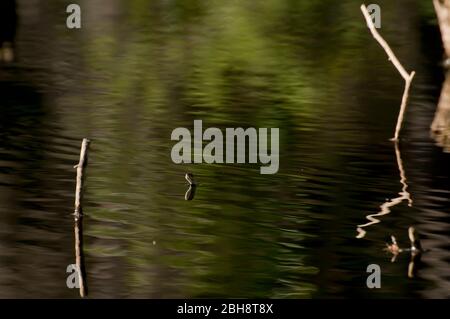 Grassnatter schwimmend im Wasser, Natrix natrix, Bayern, Deutschland Stockfoto