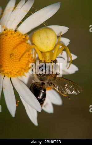 Blumenkrabbenspinne, Thomisidae, Misumena vatia, sitzend auf marguerite, mit Beute, Bayern, Deutschland Stockfoto