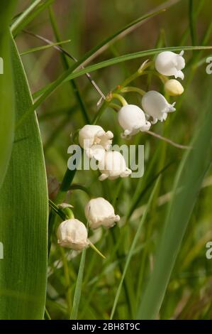 Maiglöckchen, Convallaria majalis, Bayern, Deutschland Stockfoto