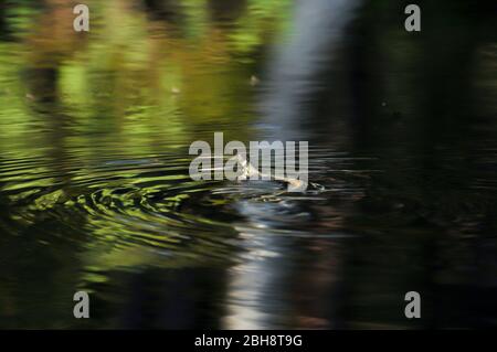 Grassnatter schwimmend im Wasser, Natrix natrix, Bayern, Deutschland Stockfoto