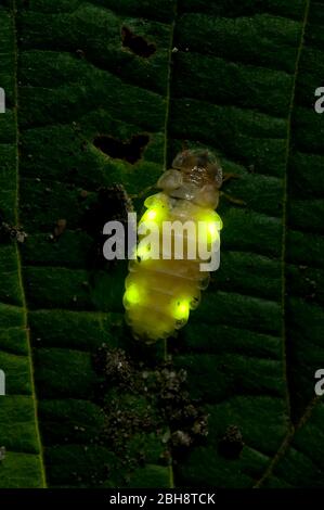 Firefly, Lampyridae, mit beleuchteten Lichtregeln, Bayern, Deutschland Stockfoto